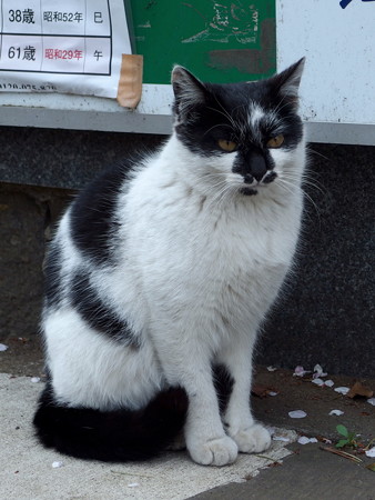 夢見ヶ崎動物公園の猫