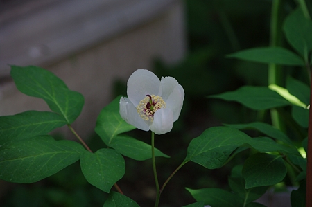 ヤマシャクヤク　Paeonia japonica