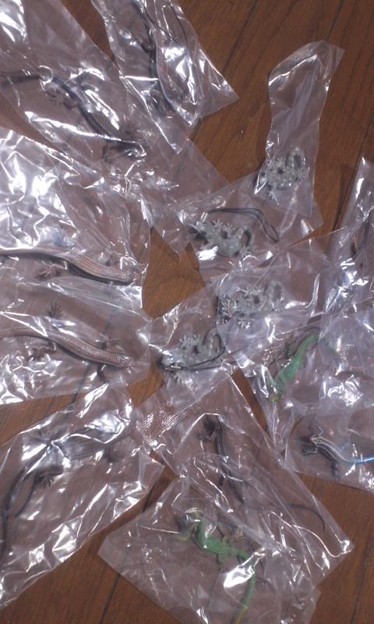 トカゲ ヤモリのマグネット ストラップ こんだけ回してアオカナた 写真共有サイト フォト蔵