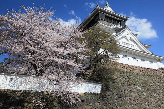 桜と小倉城１ 写真共有サイト フォト蔵