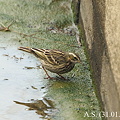 Photos: Rosy Pipit