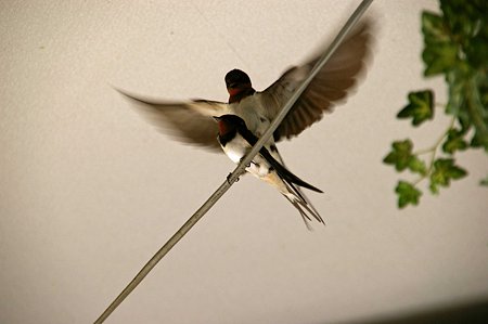 大家さんが見てるわよ!