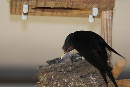 さあ、食べてね