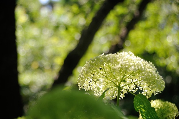 01【紫陽花:アナベル】(5)