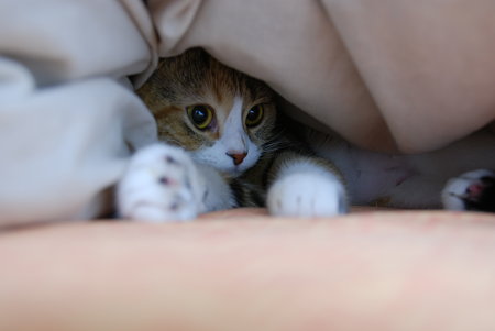 寒いから、お布団の中