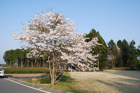 桜