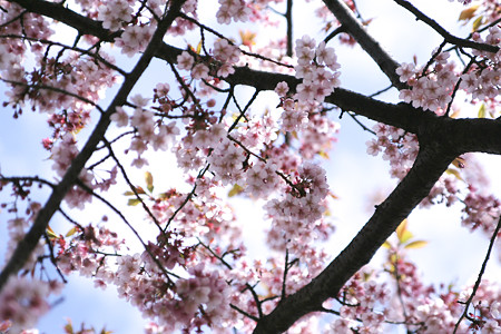 桜のネット