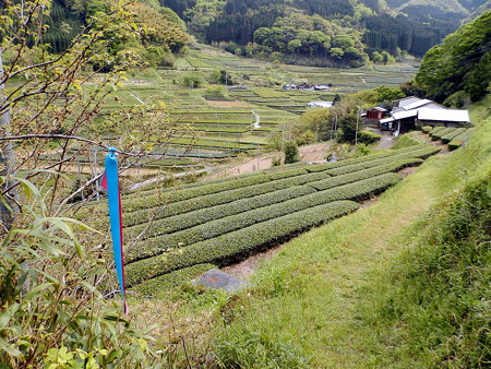 P4263683e