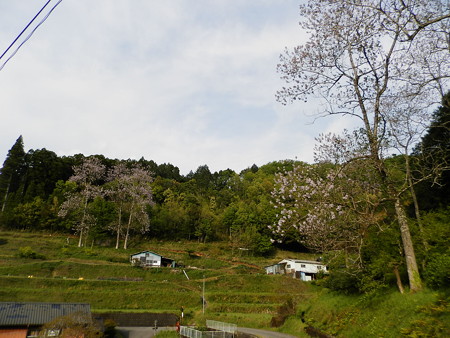 P4263762