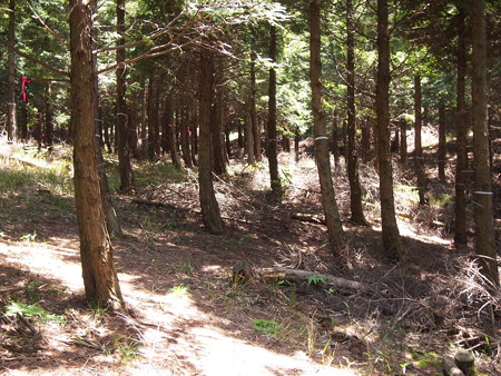 P5232981