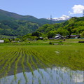 稲作農業は日本の環境を美しくするとワタクシは考える