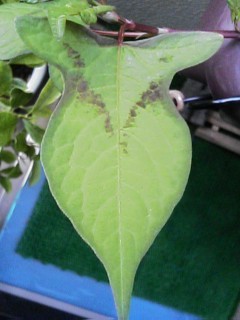 08年の牛革草