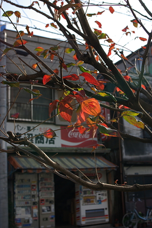 IMGP8602