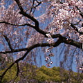 京都御所の桜?