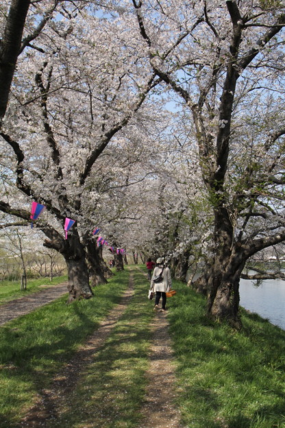 福岡堰の桜並木