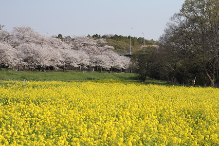 福岡堰の桜と菜の花