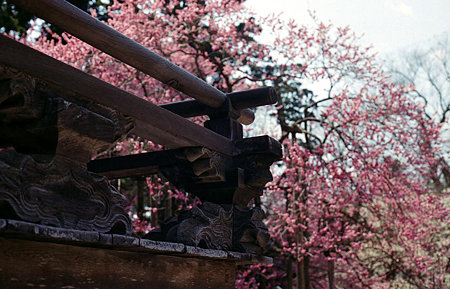 Image0489(Canon AE-1)