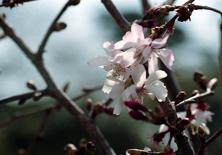 Image1222（Canon EOS 10QD）