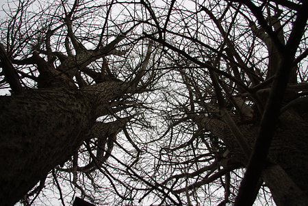 IMGP0782