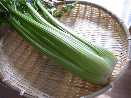 セロリ苗 20株 | オンライン販促品 公式ストア