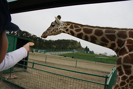 Safari Park1