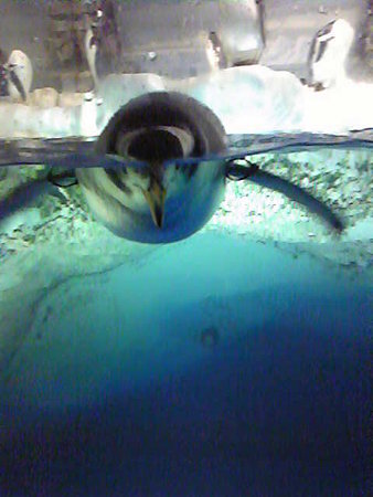 penginn