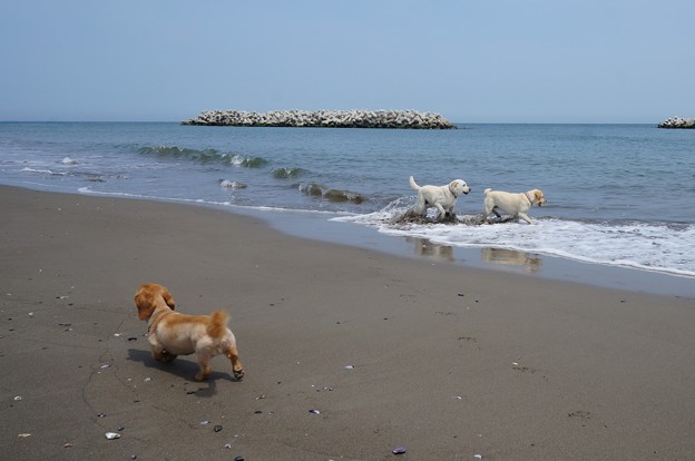 海