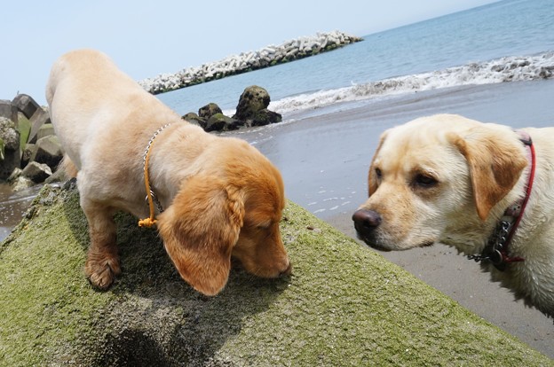 海