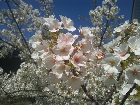 近所の桜