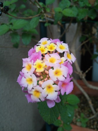 ランタナ