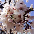 Photos: 桜（UPで）