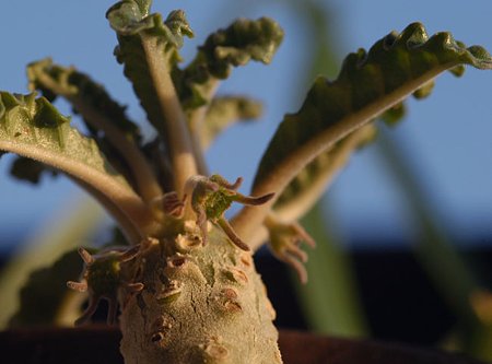 ドルステニアの花