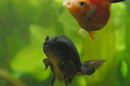 餌がほしい顔