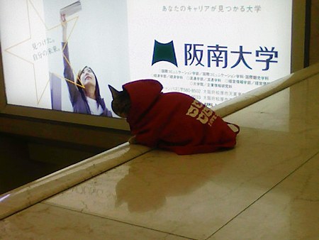 081229-阿倍野のネコ