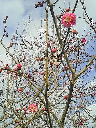 20090107-日本平梅林 (4)