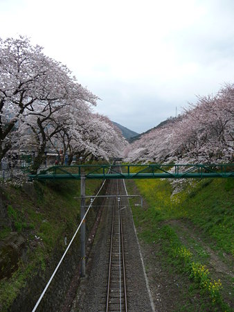 090405-御殿場線桜並木 (13)