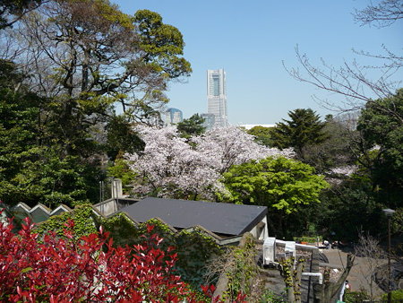 090409-野毛山動物園の桜