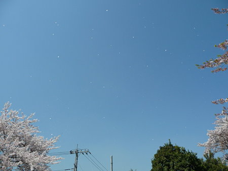090409-野毛山公園の桜 (9)