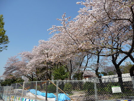 090409-野毛山公園の桜 (5)