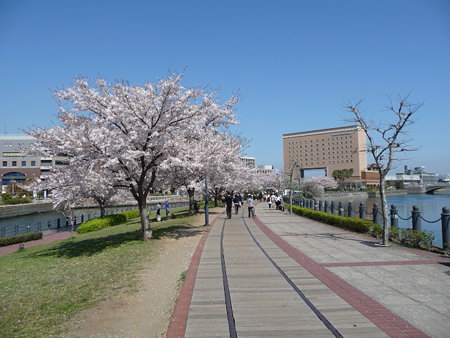 090409-MM21 汽車道と桜 (11)