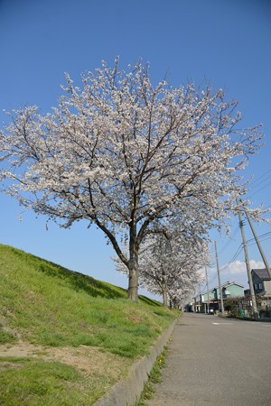 春真っ盛り_DSC_3389