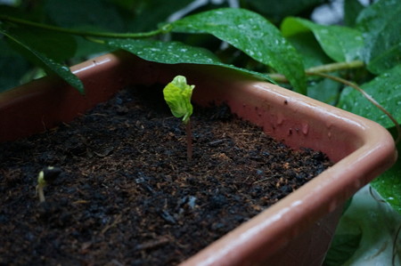 朝顔の芽5月12日 (3)