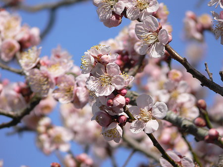 梅の花 桃