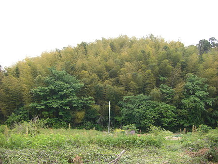 竹林