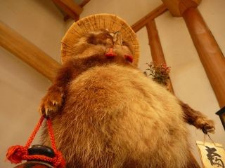 タヌキを見上げる