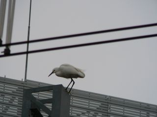 サギ