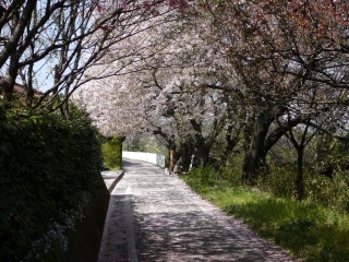 桜のトンネル