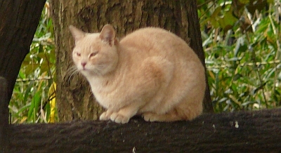 巻き猫
