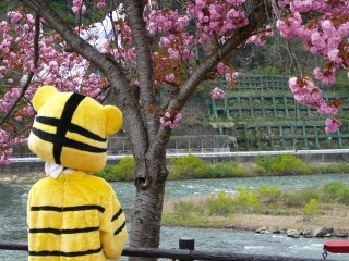 トラとピンクの花