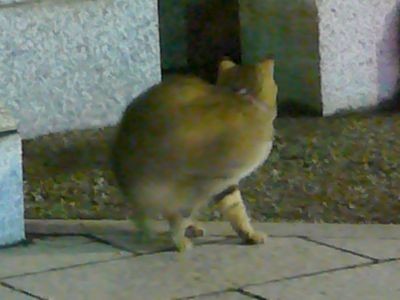 謎生物